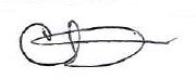Firma